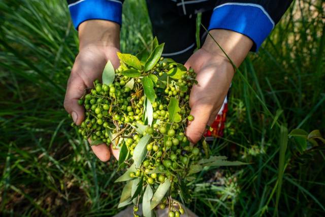 生：粤北山野“小辛香”如何迈向“大市场”PG电子麻将胡了2模拟器一颗山苍子的新(图3)