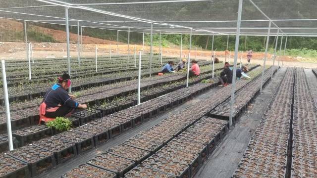 生：粤北山野“小辛香”如何迈向“大市场”PG电子麻将胡了2模拟器一颗山苍子的新(图2)