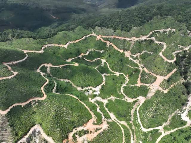 生:粤北山野“小辛香”如何迈向“大市场”PG电子麻将胡了2模拟器一颗山苍子的新(图5) 生:粤北山野“小辛香”如何迈向“大市场”PG电子麻将胡了2模拟器一颗山苍子的新(图5)
